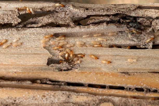 Best Emergency Pest Control  in Woodland Hills, UT
