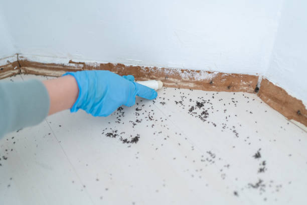 Best Best Pest Control Companies  in Woodland Hills, UT